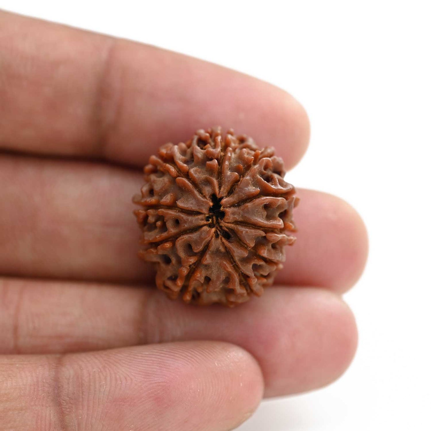 10 Mukhi Rudraksha (Nepal) 23.60 M.M.