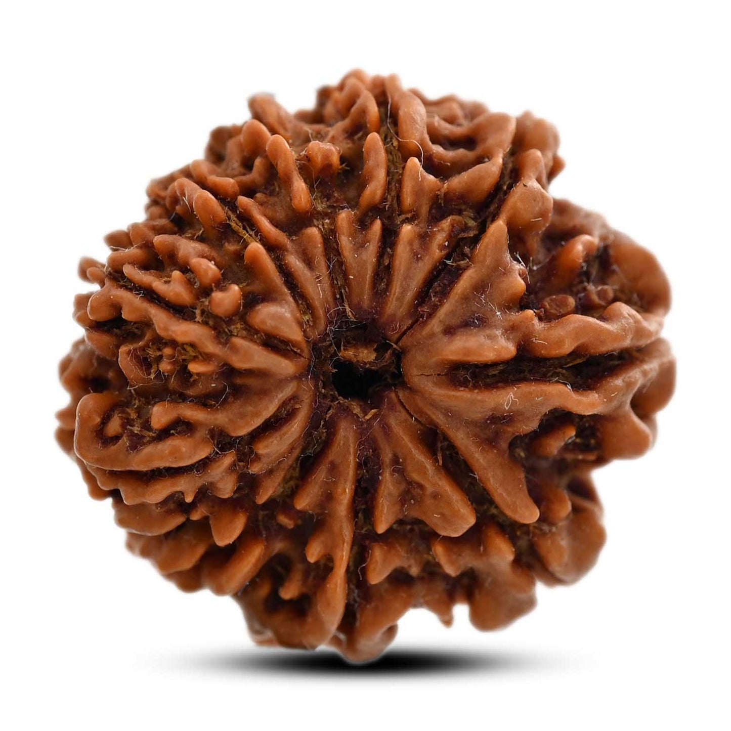 10 Mukhi Rudraksha (Nepal) 24.36 M.M.