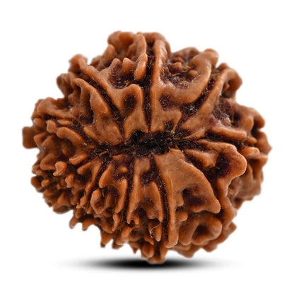 10 Mukhi Rudraksha (Nepal) 24.36 M.M.
