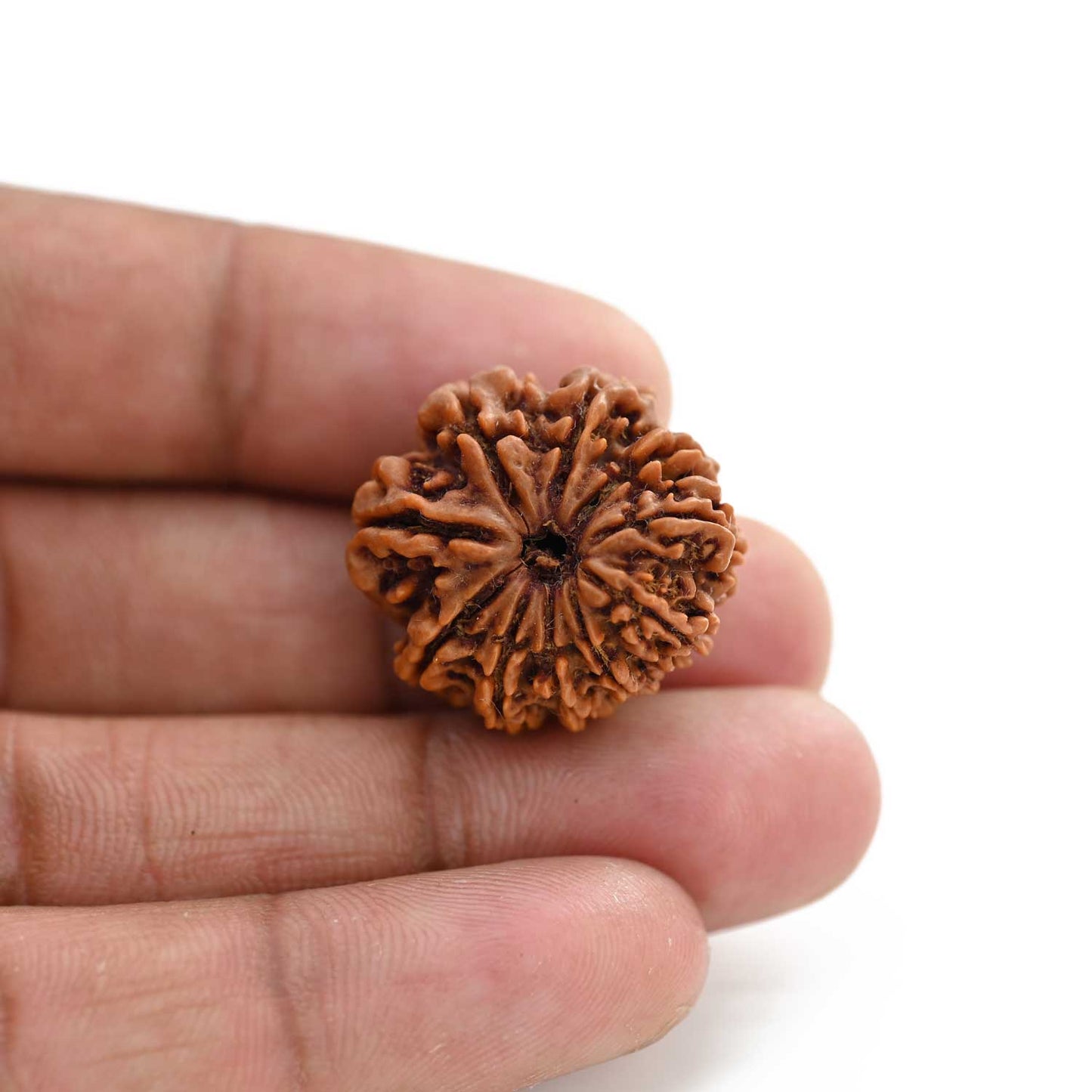 10 Mukhi Rudraksha (Nepal) 24.36 M.M.