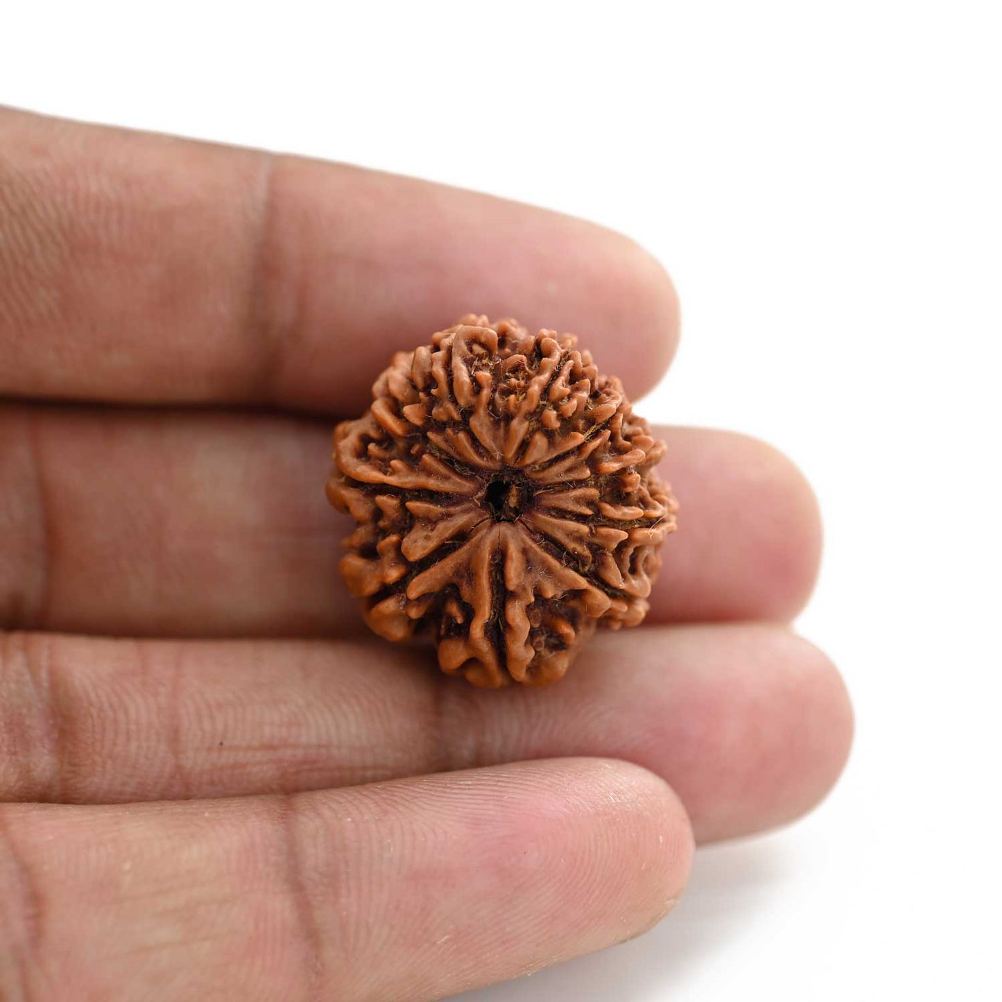 10 Mukhi Rudraksha (Nepal) 24.36 M.M.