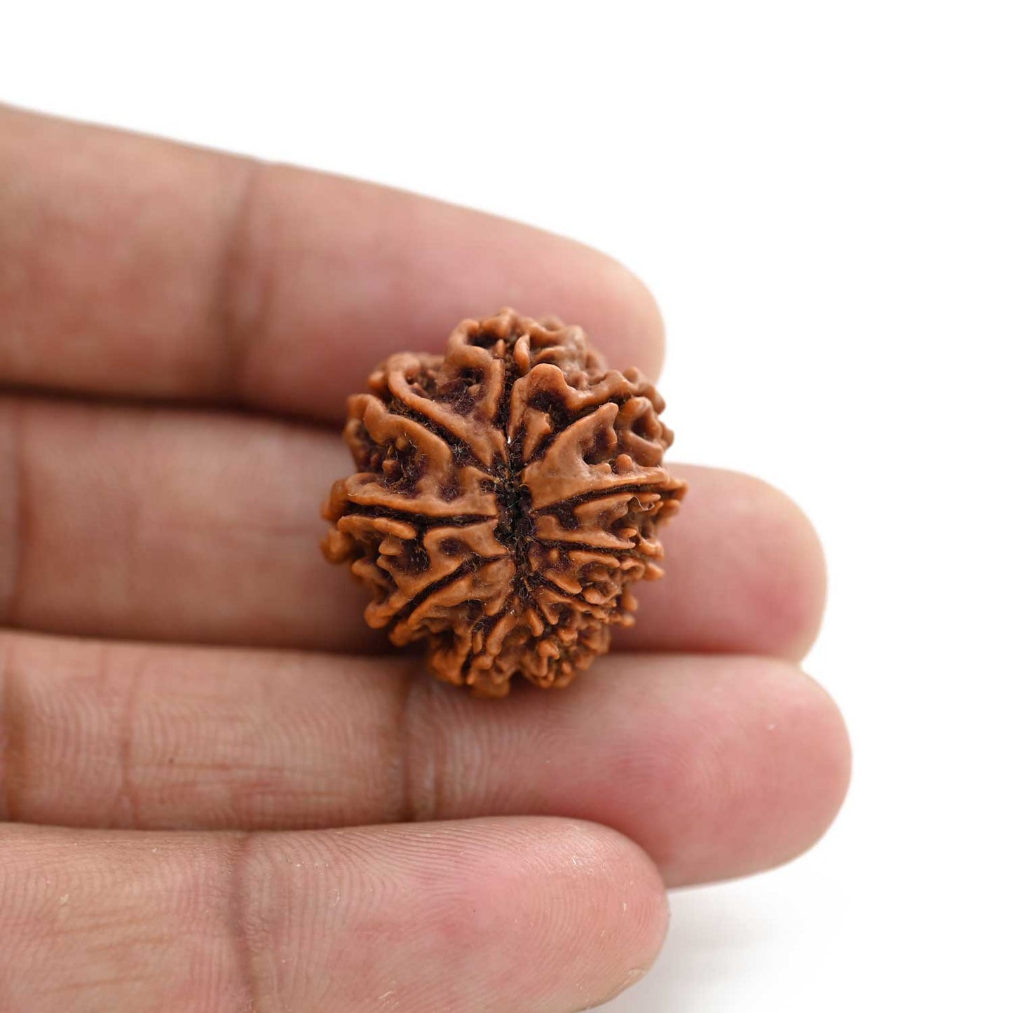 10 Mukhi Rudraksha (Nepal) 24.36 M.M.