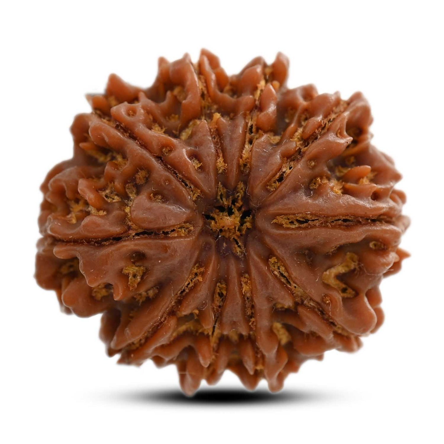 10 Mukhi Rudraksha (Nepal) 26.20 M.M.