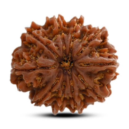 10 Mukhi Rudraksha (Nepal) 26.20 M.M.
