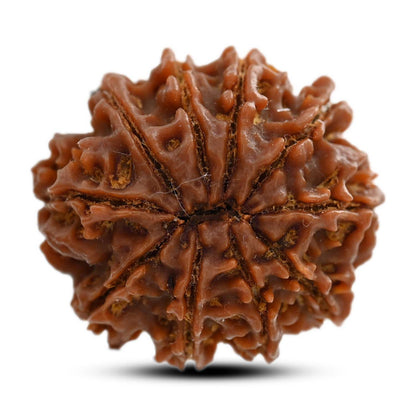 10 Mukhi Rudraksha (Nepal) 26.20 M.M.