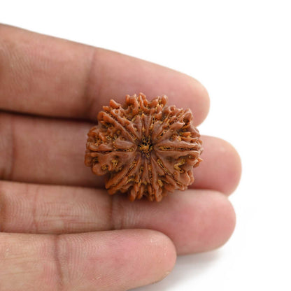 10 Mukhi Rudraksha (Nepal) 26.20 M.M.