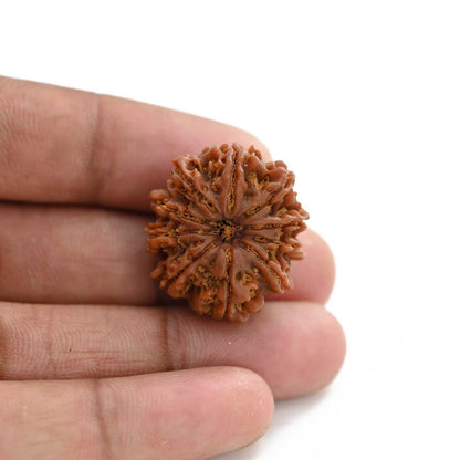 10 Mukhi Rudraksha (Nepal) 26.20 M.M.