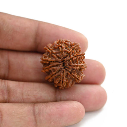10 Mukhi Rudraksha (Nepal) 26.20 M.M.