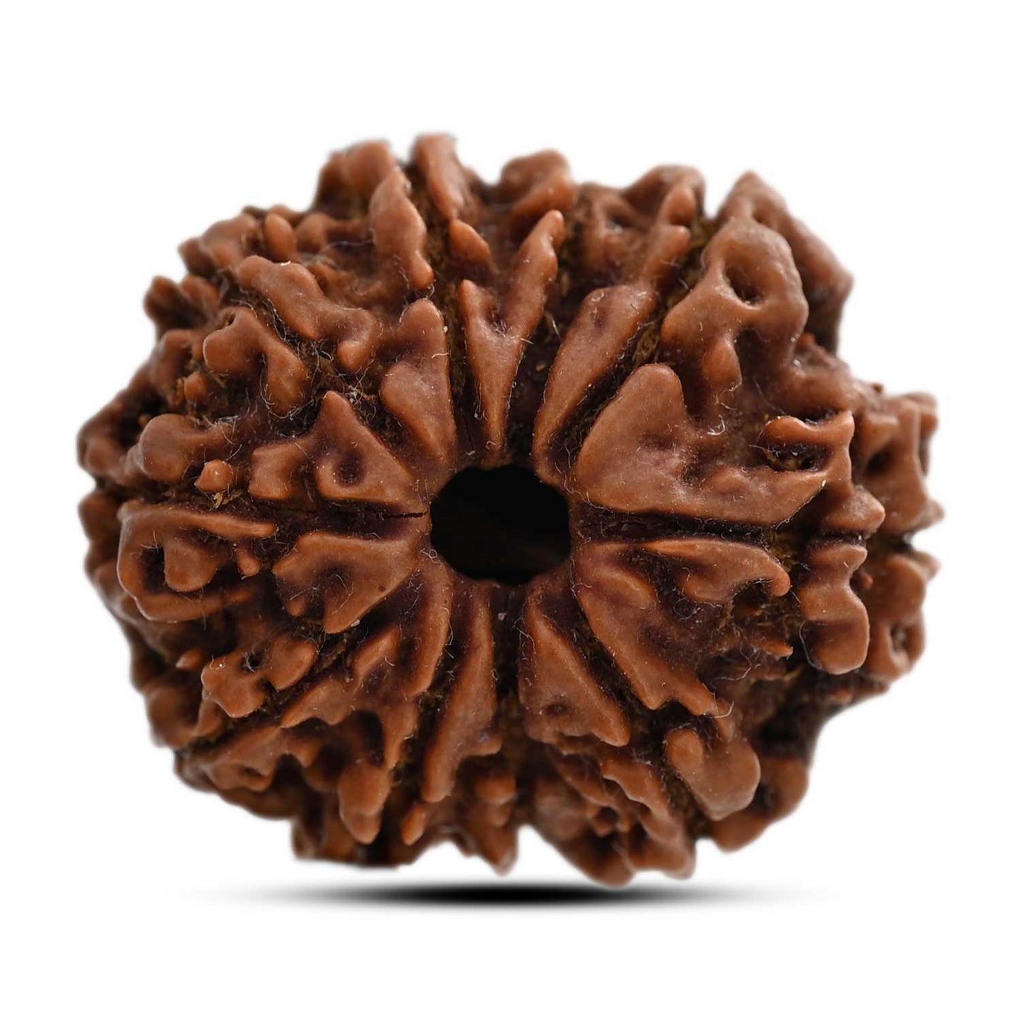 10 Mukhi Rudraksha (Nepal) 25.21 M.M.