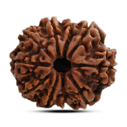10 Mukhi Rudraksha (Nepal) 25.21 M.M.