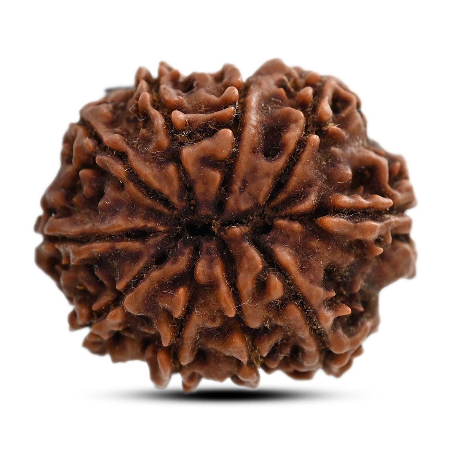 10 Mukhi Rudraksha (Nepal) 25.21 M.M.