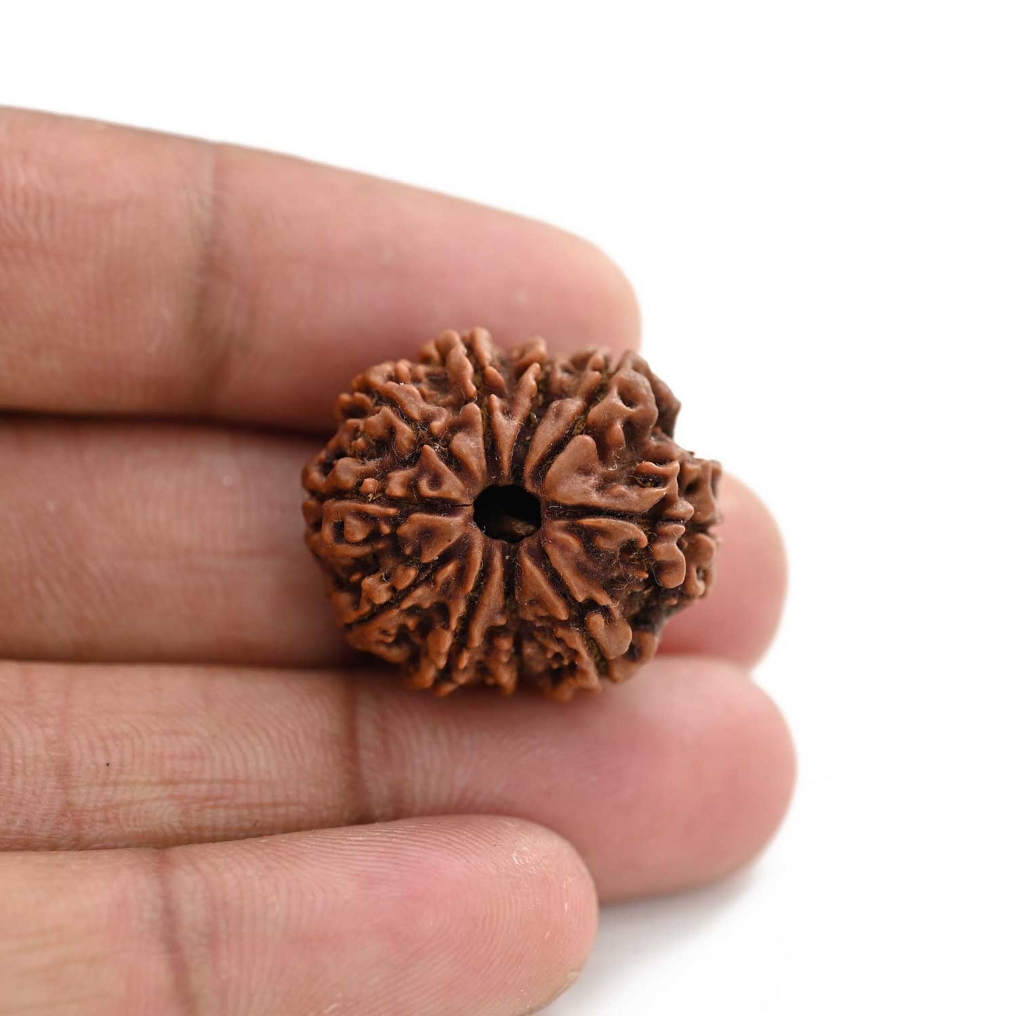 10 Mukhi Rudraksha (Nepal) 25.21 M.M.