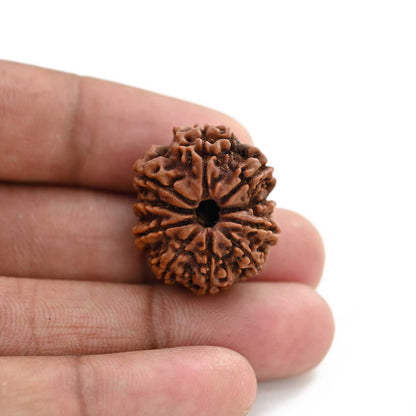 10 Mukhi Rudraksha (Nepal) 25.21 M.M.