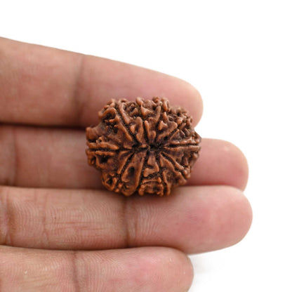 10 Mukhi Rudraksha (Nepal) 25.21 M.M.