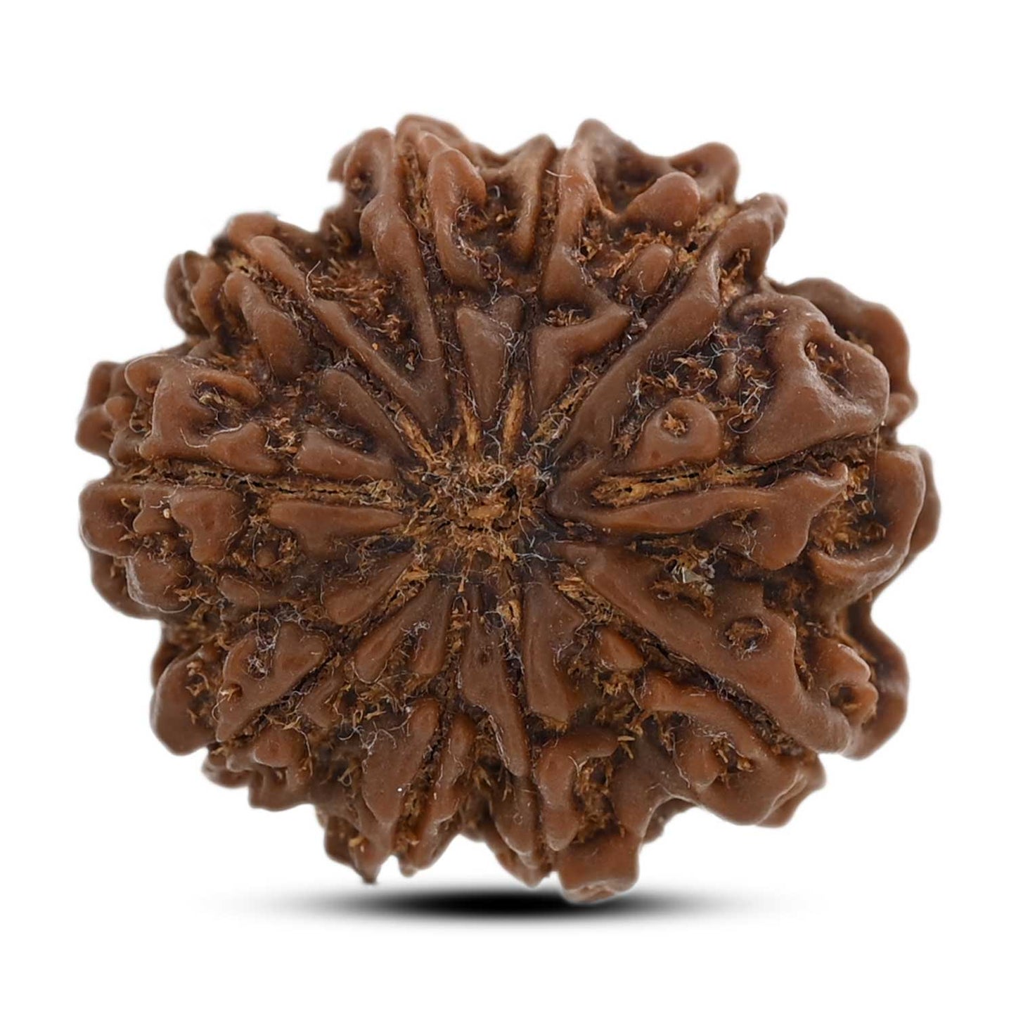10 Mukhi Rudraksha (Nepal) 26.3 M.M.