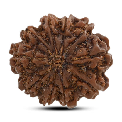 10 Mukhi Rudraksha (Nepal) 26.3 M.M.