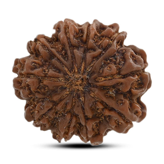 10 Mukhi Rudraksha (Nepal) 26.3 M.M.