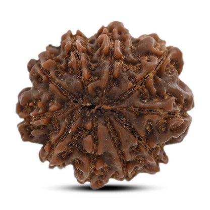 10 Mukhi Rudraksha (Nepal) 26.3 M.M.