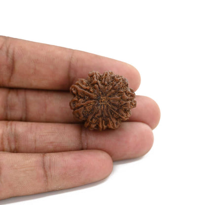 10 Mukhi Rudraksha (Nepal) 26.3 M.M.