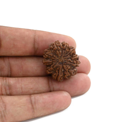 10 Mukhi Rudraksha (Nepal) 26.3 M.M.