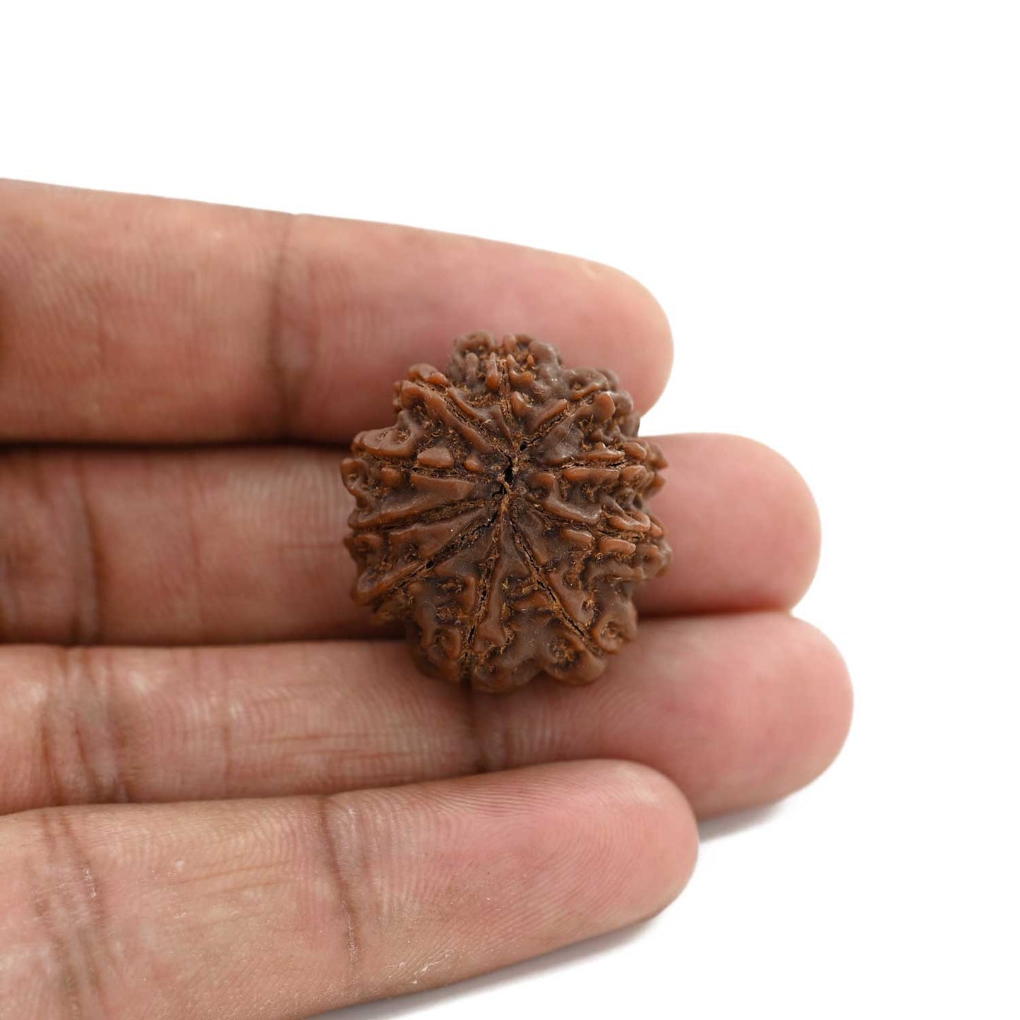 10 Mukhi Rudraksha (Nepal) 26.3 M.M.