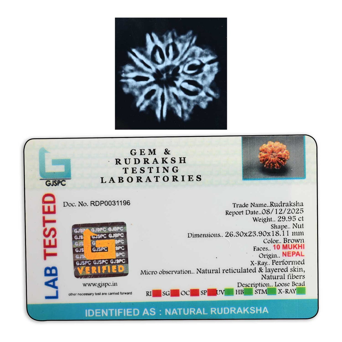 10 Mukhi Rudraksha (Nepal) 26.3 M.M.