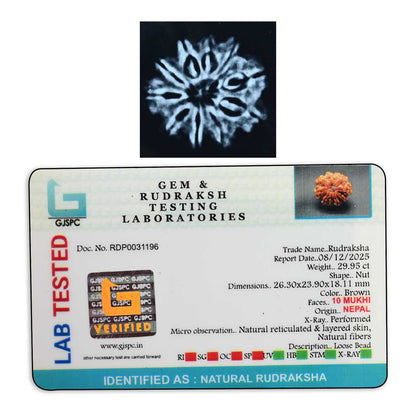 10 Mukhi Rudraksha (Nepal) 26.3 M.M.