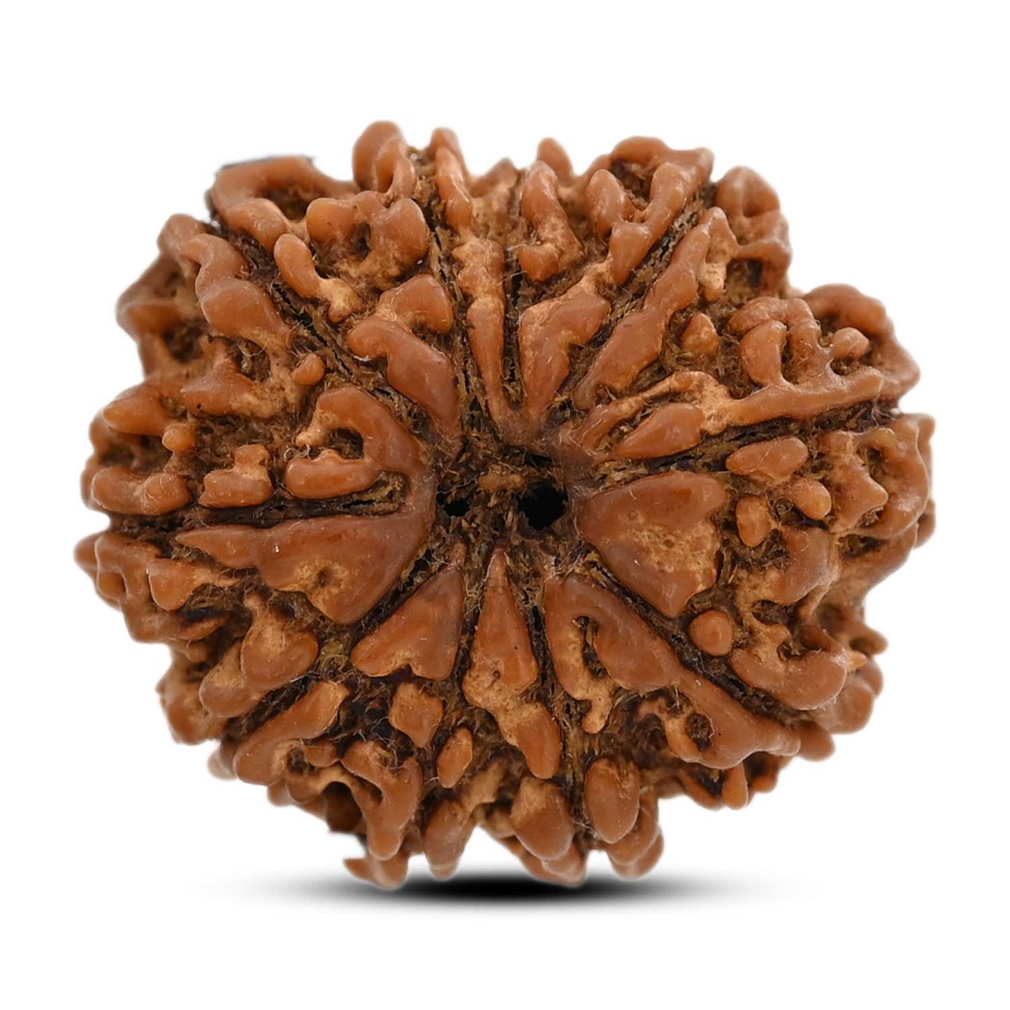 10 Mukhi Rudraksha (Nepal) 26.31 M.M.