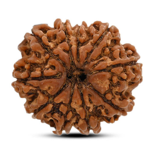 10 Mukhi Rudraksha (Nepal) 26.31 M.M.