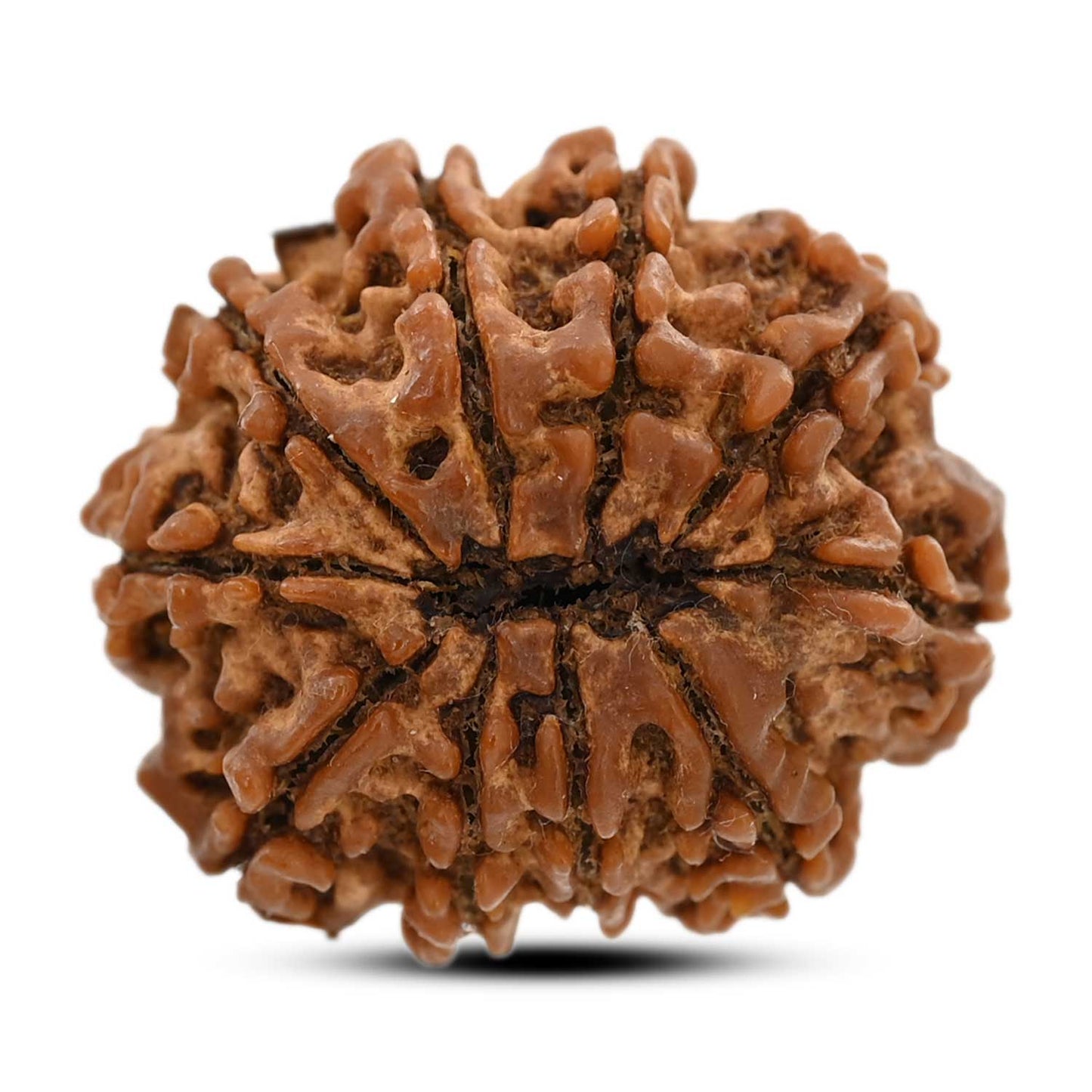 10 Mukhi Rudraksha (Nepal) 26.31 M.M.