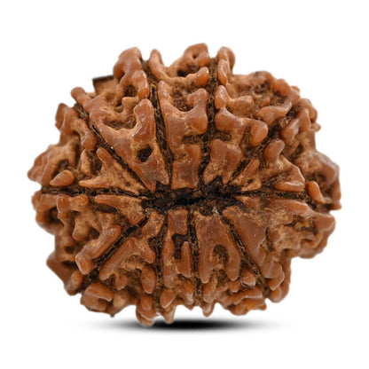 10 Mukhi Rudraksha (Nepal) 26.31 M.M.