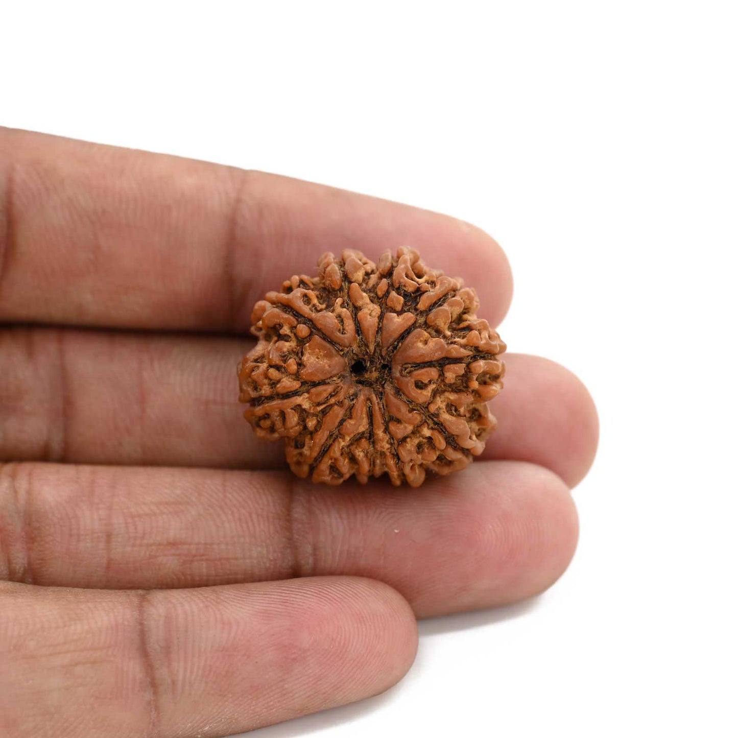 10 Mukhi Rudraksha (Nepal) 26.31 M.M.