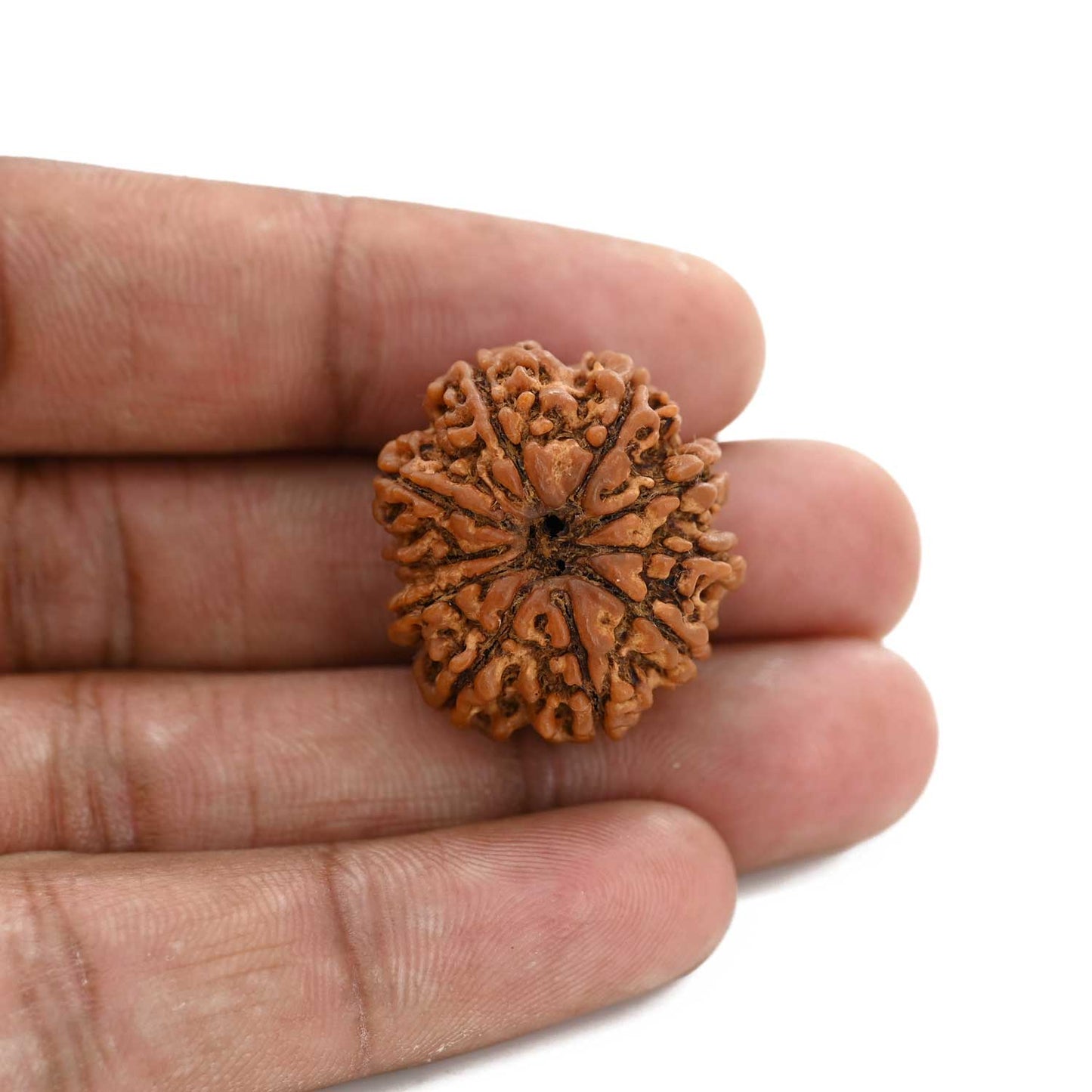10 Mukhi Rudraksha (Nepal) 26.31 M.M.
