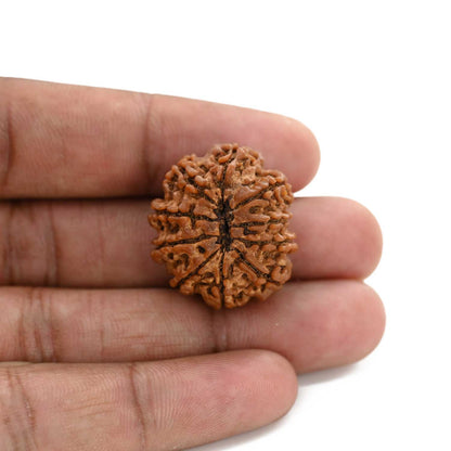 10 Mukhi Rudraksha (Nepal) 26.31 M.M.