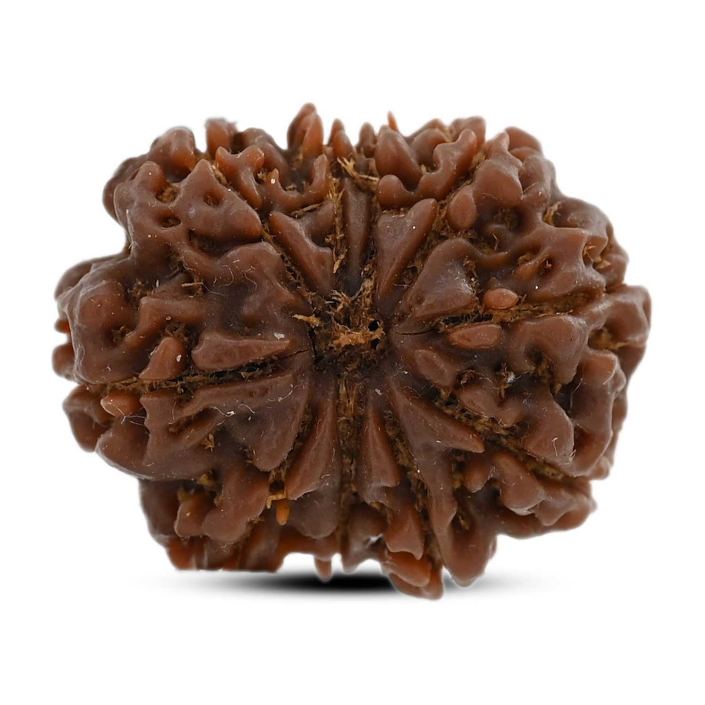 10 Mukhi Rudraksha (Nepal) 25.19 M.M.