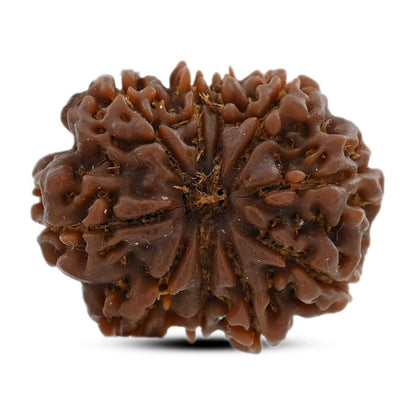 10 Mukhi Rudraksha (Nepal) 25.19 M.M.