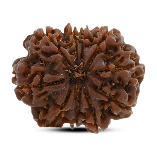 10 Mukhi Rudraksha (Nepal) 25.19 M.M.