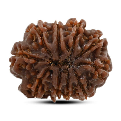 10 Mukhi Rudraksha (Nepal) 25.19 M.M.