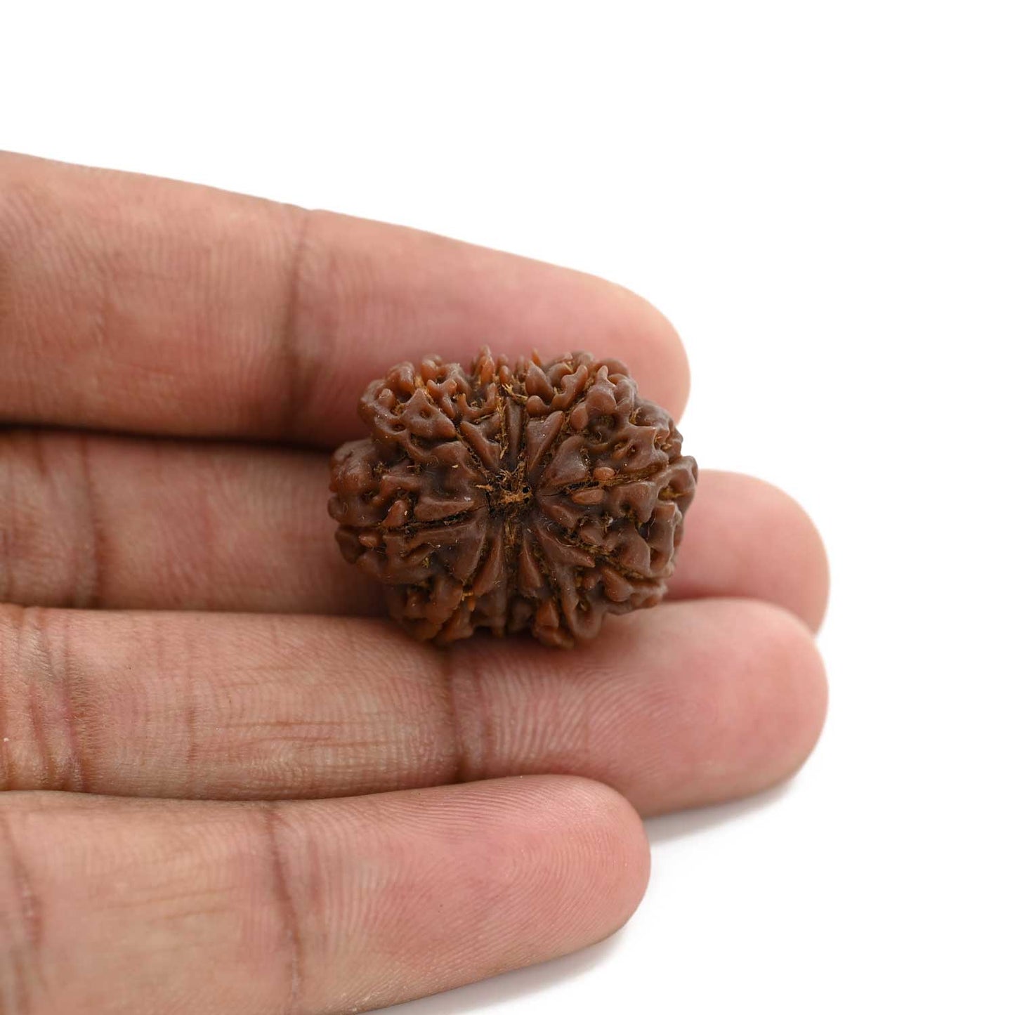 10 Mukhi Rudraksha (Nepal) 25.19 M.M.