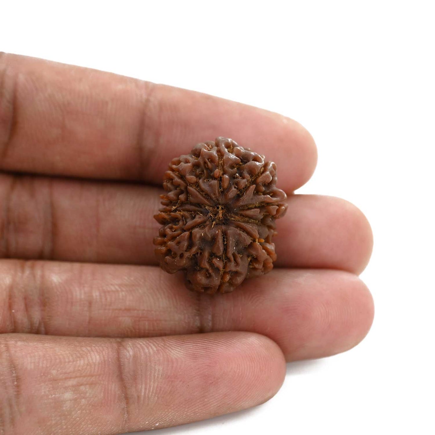 10 Mukhi Rudraksha (Nepal) 25.19 M.M.