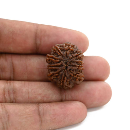 10 Mukhi Rudraksha (Nepal) 25.19 M.M.