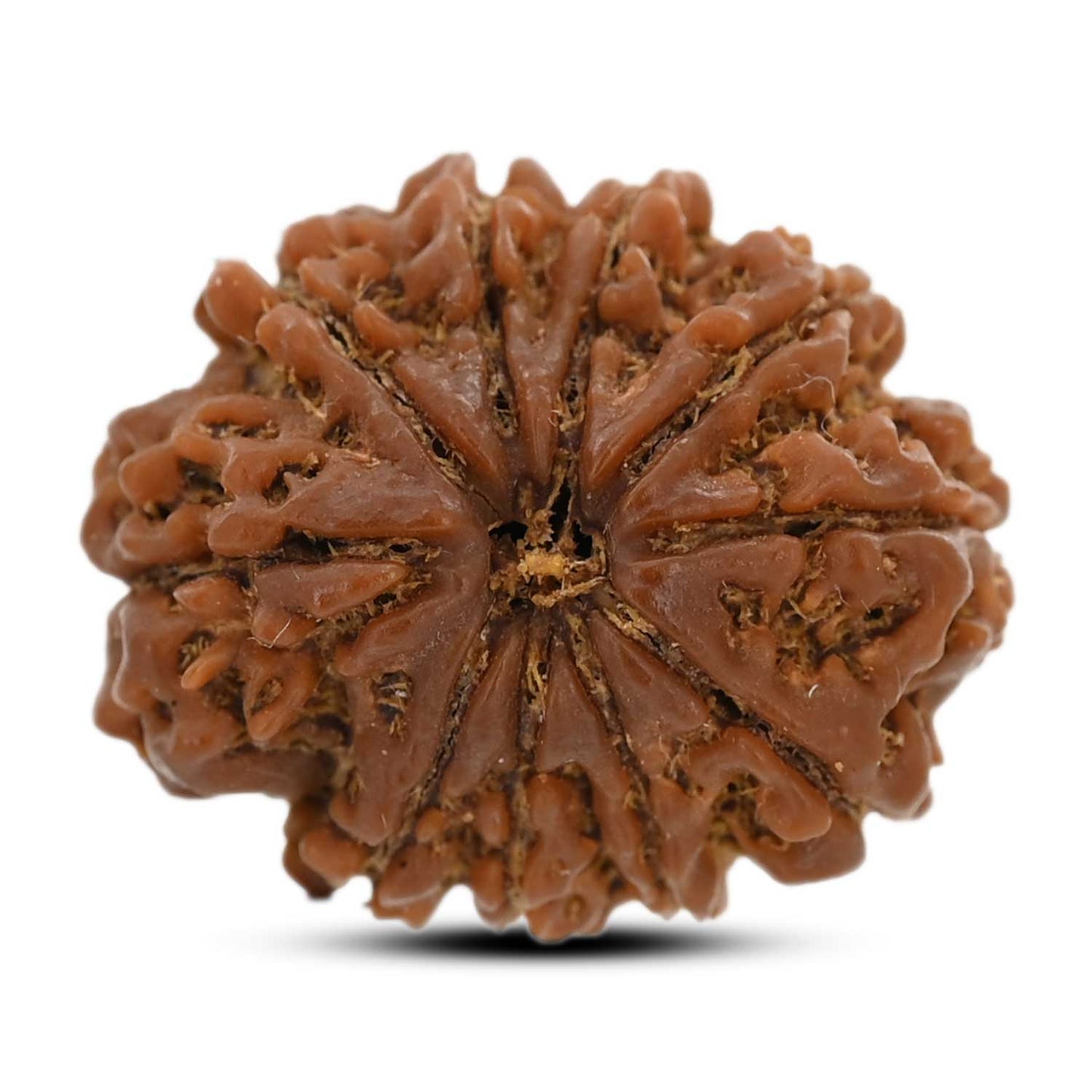 10 Mukhi Rudraksha (Nepal) 25.85 M.M.