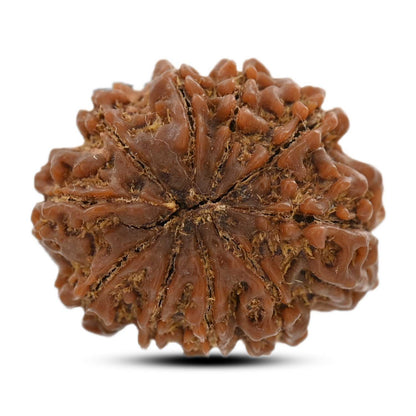 10 Mukhi Rudraksha (Nepal) 25.85 M.M.