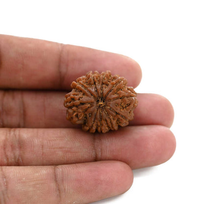 10 Mukhi Rudraksha (Nepal) 25.85 M.M.