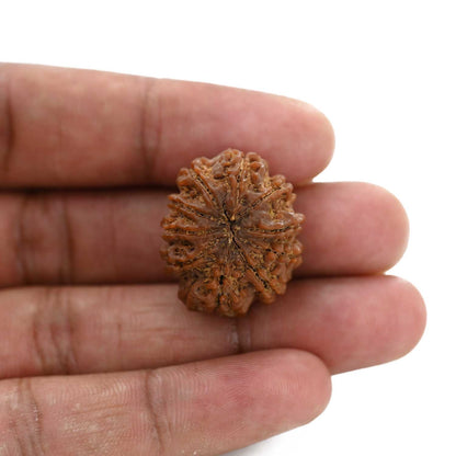 10 Mukhi Rudraksha (Nepal) 25.85 M.M.