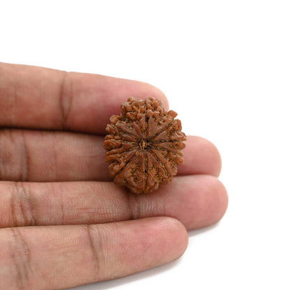 10 Mukhi Rudraksha (Nepal) 25.85 M.M.