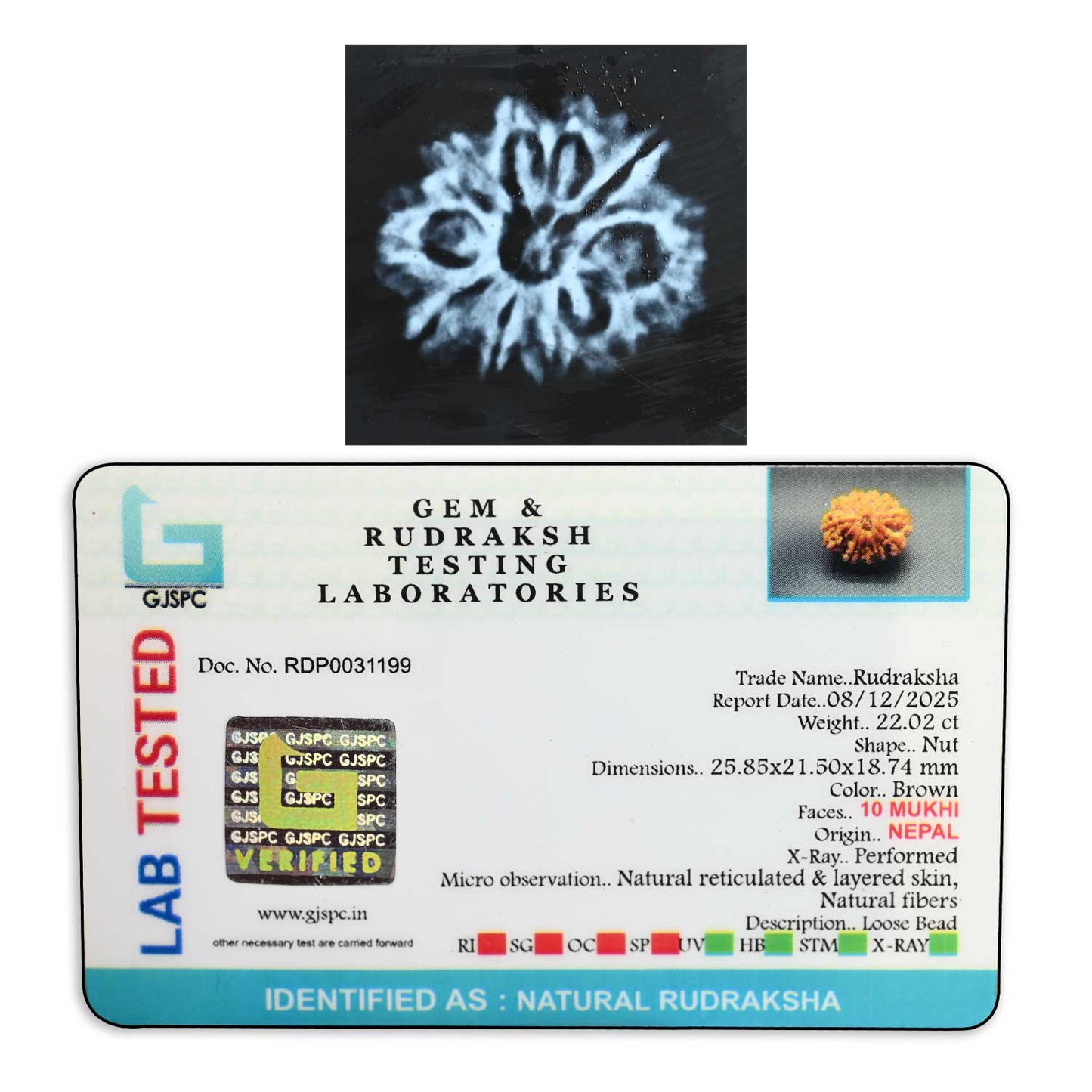10 Mukhi Rudraksha (Nepal) 25.85 M.M.