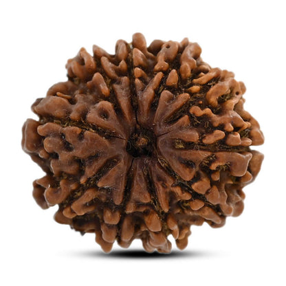 10 Mukhi Rudraksha (Nepal) 25.73 M.M.
