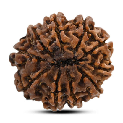 10 Mukhi Rudraksha (Nepal) 25.73 M.M.