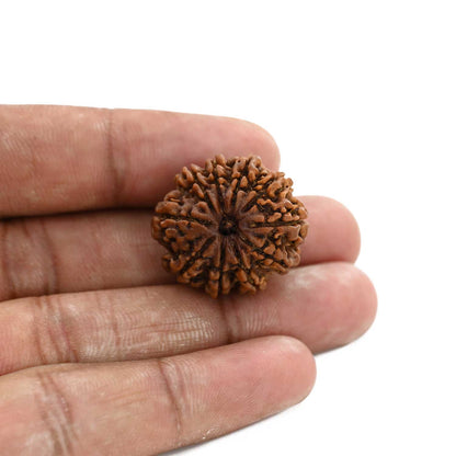 10 Mukhi Rudraksha (Nepal) 25.73 M.M.